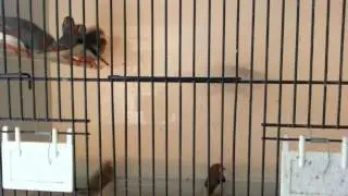 Zebra finch winter 2014