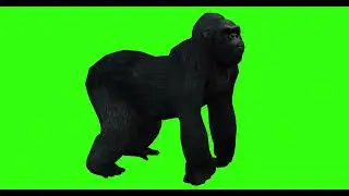 GORILLA #3 || GREEN SCREEN  || ANIMATION  || FREE 3D