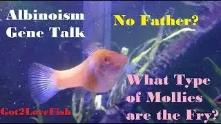 Albino Molly Babies (albinism and no father)