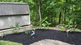 Tropical plant garden update 06/10/2024