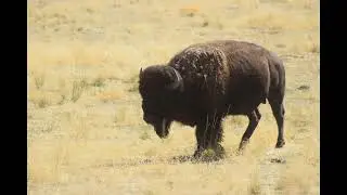 Antelope Island State Park, Utah