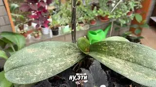 Ожог листьев. Опасно ли солнце для орхидей?
