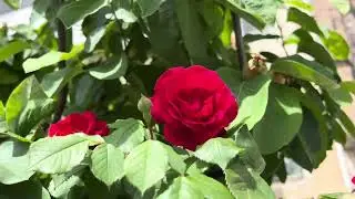 СУМГАИТ 1 МИКРОРАЙОН ДОМ 122.УЛИЦА САМЕДА ВУРГУНА