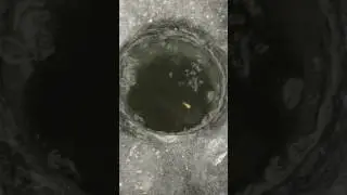 Окунь на мормышку зимой)стайка окуня в лунке)