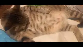 Мать Чичимагов снимает кота