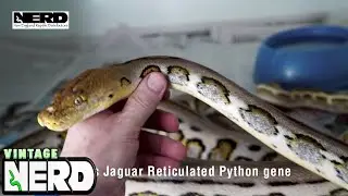 NERD's Jaguar Reticulated Python gene