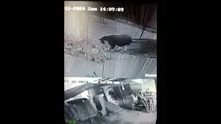Garavel usta yeteneklerini sergiliyor | Az montajlı Vlog