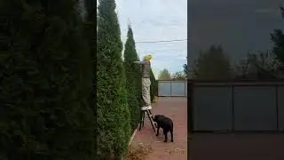 Как почистить туи смарагд от хвоепада!