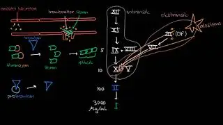 Koagülasyon Kaskadı (Fen Bilimleri) (Sağlık Bilgisi ve Tıp)