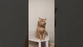 #cat #котики #catlover #лапки