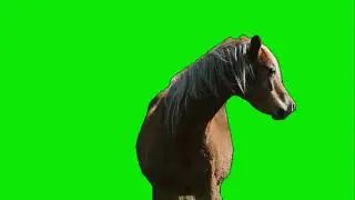 Wild Horse Green Screen