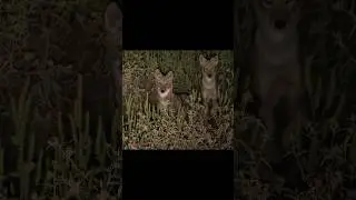 красивый кадр, ночная охота 