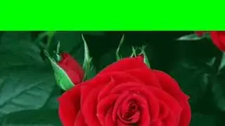 green screen red roses animation effect