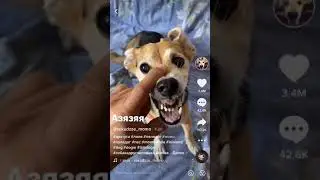 Злой Собакен😂😂😂#shorts #юмор #смех