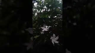 Rain + music WhatsApp status kanmani anbodu kadhalan song whatsapp status 🌧️🎶#kanmanianbodukadhalan