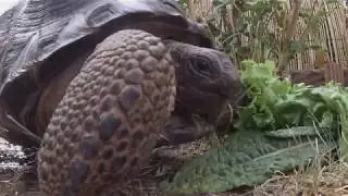 Random Clips of tortoises here at A.T.C.
