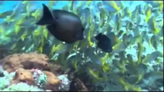 National Geographic Channel: Islands Insider (2013)