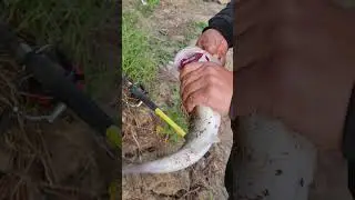 Поймали судака