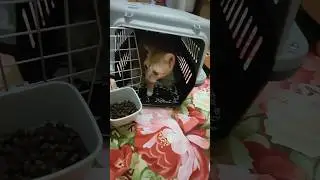从杭州到大连，小浪猫的终点是幸福 #cat  #shorts