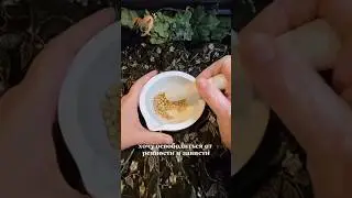 Жизнь целителя. Ревность и зависть в треугольнике 