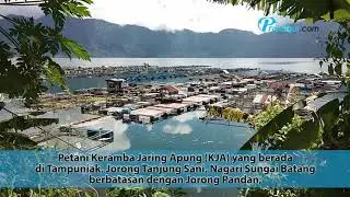 Bencana Kematian Ikan Kembali Landa Petani KJA Danau Maninjau