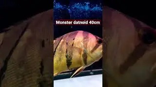 datnoid (indonesian tigerfish) 40cm 