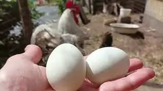 легбар кремовый
