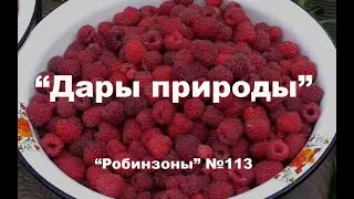 "Дары природы". "Робинзоны" №113