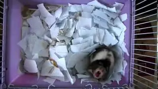 Рык хомяка. growl hamster