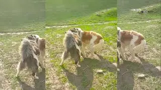 Сагчанг / Собака породы / The dog's