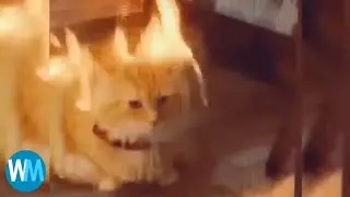 Top 5 Cat explosions