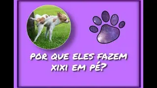 cachorro - porque os cachorros fazem xixi em pé - curiosidades - tudo sobre cachorros .