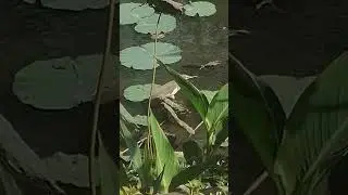 Белокрылая цапля