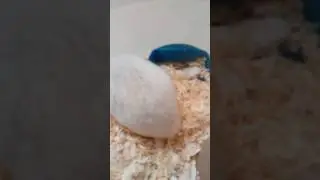 У меня временно живёт Жорка!!!!