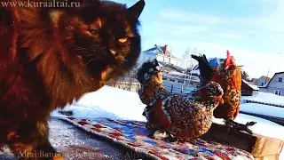 Поёт ПЕТУХ 