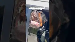 This Dog Needed The Dog Daddy And Today She Got it!!