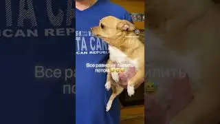 Чихуахуа #приколы #собака #чихуахуа #dog #приколысживотными #shortsvideo #sunny