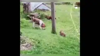 Продам охотничью собаку😅 Зайца чует за версту
