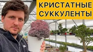 Cristed succulents and cacti. Growing, care, and propagation features. Cristates in the collection.