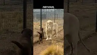 Lion vs. Dog