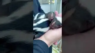 4 Baby Skunks   Cincinnati Zoo 