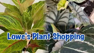Let’s Go Plant Shopping