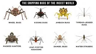 Every Dangerous Assassin Bugs Explained In 5 Minutes