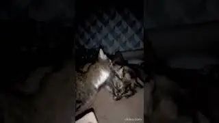 Любовь котиков