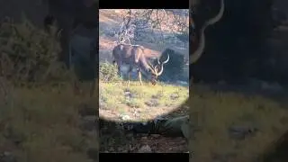 Hunting Kill Shot 