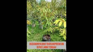 Bibit durian premium super ala Agus Widodo #aguswidodo