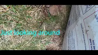 Bait collecting #1 - just looking around