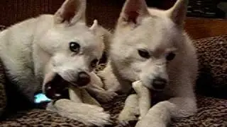 antler chews