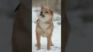 Twix 🦊shiba inu pup 