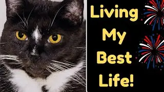 How To Improve Your Cat's Quality Of Life